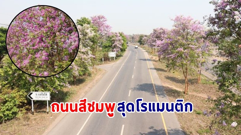 ปักหมุด ! “ถนนสายดอกตะแบก” สีชมพูสุดโรแมนติก บนถนนพหลโยธิน