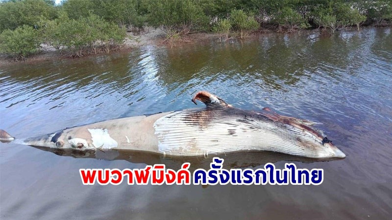 พบ "วาฬมิงค์" ครั้งแรกในน่านน้ำไทย