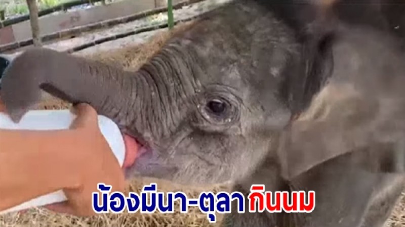 เปิดคลิปสุดน่ารัก "มีนา-ตุลา" ลูกช้างป่าพลัดหลงกินนม