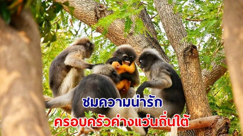 อช.เขาสามร้อยยอด ชวนชมความน่ารัก "ครอบครัวค่างแว่นถิ่นใต้" ที่หาดสามพระยา
