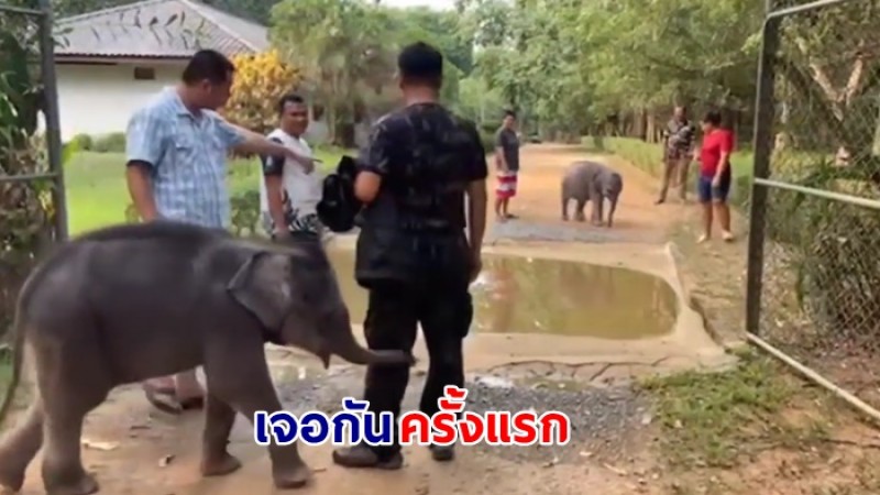 มีแต่ความน่าเอ็นดู โมเมนต์ "น้องตุลา-น้องมีนา" เจอกันครั้งแรก