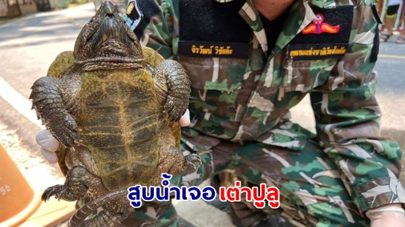 ชาวบ้านสูบน้ำในสระจับปลา ก่อนพบเต่าปูลู ส่งมอบให้อุทยานแห่งชาติเวียงโกศัย ปล่อยคืนสู่ธรรมชาติ