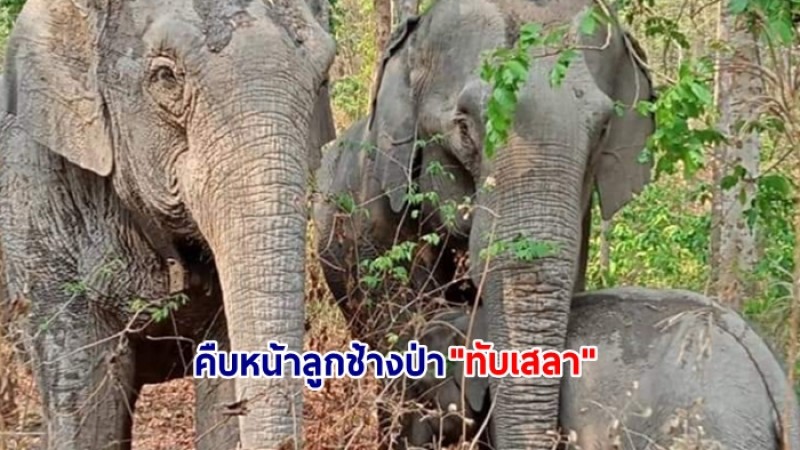 คืบหน้าติดตามลูกช้างป่า "ทับเสลา" ล่าสุดพบแม่วาเลนไทน์​ ก่อนพากันข้ามมาฝั่งลำปางแล้ว