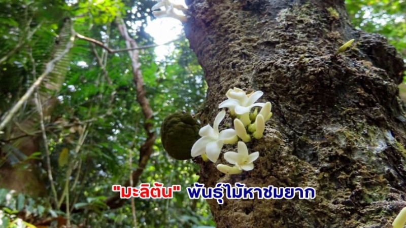 พารู้จัก "สาวตะกั่วป่า" หรือ มะลิต้น” พันธุ์ไม้หาชมยาก กลิ่นหอมแรงคล้ายกลิ่นของดอกมะลิ แต่กระจายไกลกว่า