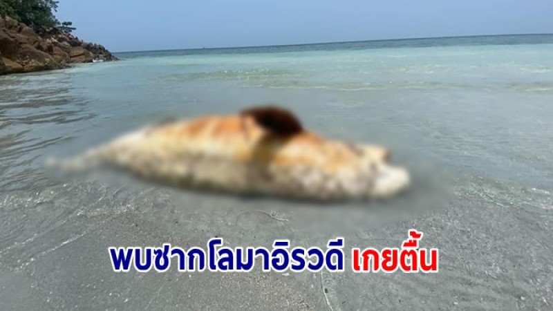 พบซาก โลมาอิรวดี สัตว์ป่าคุ้มครอง เกยตื้นบริเวณหาดยาว อุทยานแห่งชาติธารเสด็จ-เกาะพะงัน