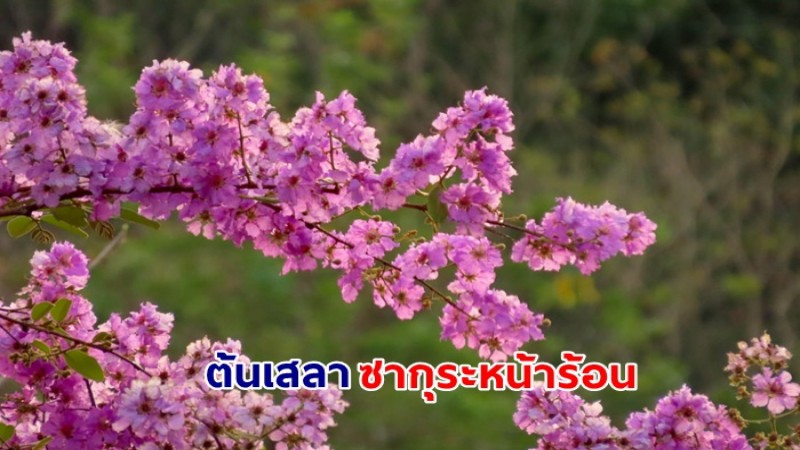 ชมความงดงาม ต้นเสลา ซากุระหน้าร้อน  พิกัดอุทยานแห่งชาติเขาสามร้อยยอด