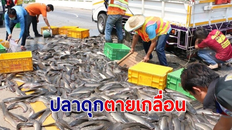 รถบรรทุกยางแตก ปลาดุก 3 ตัน เกลื่อนถนน  ชาวบ้านแห่ช่วยกันเก็บ