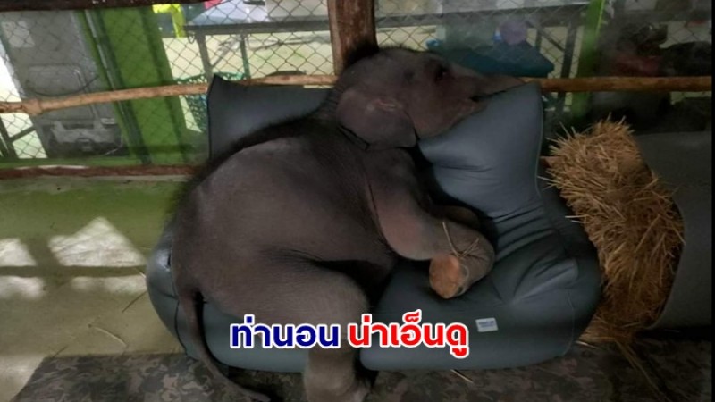 "น้องตุลา" โชว์ท่านอนสุดน่ารัก เห็นแล้วเป็นเอ็นดู