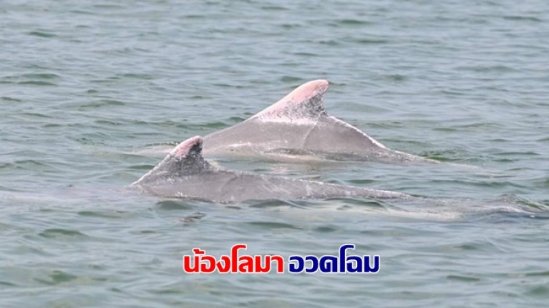 น้องอวดโฉม ! พบโลมาสีชมพู 2 ตัว ที่อุทยานแห่งชาติหมู่เกาะระนอง