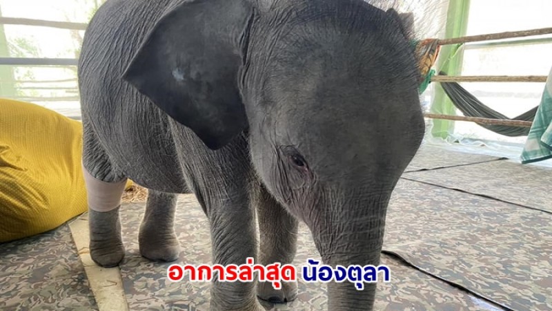 อัพเดทดูแลช้างป่า "ตุลา" สุขภาพโดยรวมยังทรงตัว ส่วนอาการบาดเจ็บขาหลัง สัตวแพทย์ทำการใส่เฝือกเพื่อลดการเคลื่อนไหว