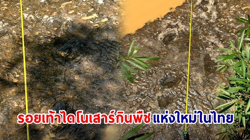 พบรอยเท้า "ไดโนเสาร์กินพืช" แห่งใหม่ในไทย อายุกว่า 225 ล้านปี ในพื้นที่ จ.เพชรบูรณ์