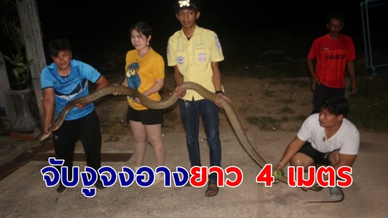 กู้ภัยจับงูจงอางยาว 4 เมตร เลื้อยหาที่ลอกคราบ แถมลูกงูเห่าอีกตัว