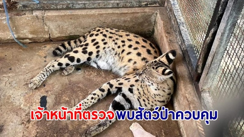 ชุดเหยี่ยวดง ตรวจสัตว์ป่าตามข้อร้องเรียน หลังพบมีสัตว์ป่าต่างประเทศหลายชนิด