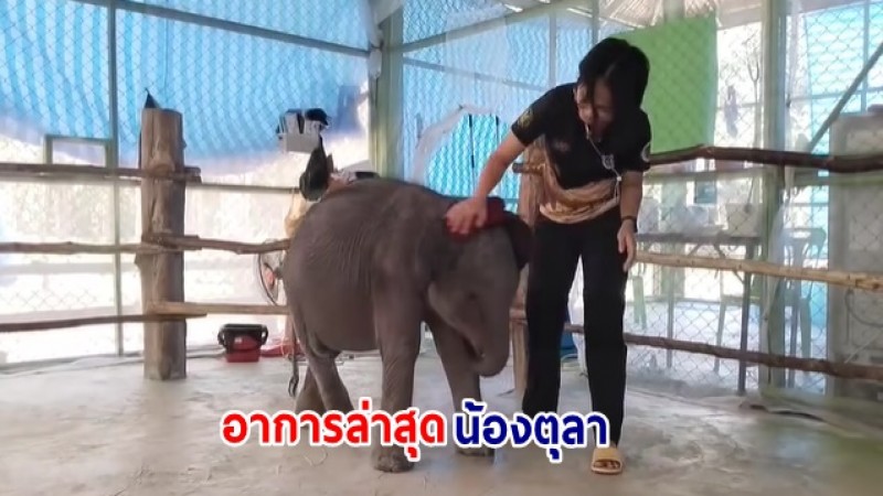 อาการล่าสุด "น้องตุลา" ลูกช้างป่าจากอาการขาหลังขวาเจ็บ 