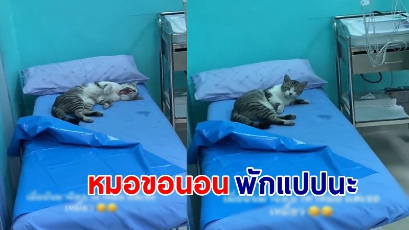 "สาว" มาฉีดยาที่รพ. แต่มาเจอ "น้องแมว" นอนอยู่บนเตียง แซวลั่น หมอคะสนใจคนไข้หน่อย !?