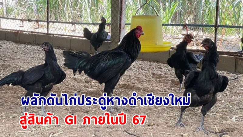 สศก.ผลักดัน “ไก่ประดู่หางดำเชียงใหม่” สู่สินค้า GI ภายในปี 67