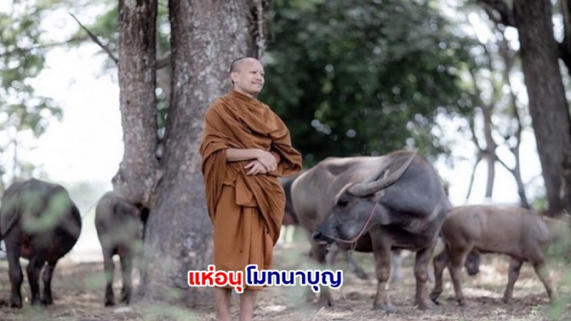 แฟนเพลงแห่อนุโมทนา พระสิงโต บวชแล้ว - ไถ่ชีวิตควายท้อง 2 ตัว สุดท้ายปัจจัยล้นได้ชีวิตใหม่ยกคอก 16 ตัว