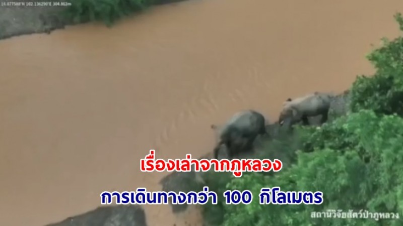 เรื่องเล่าจากภูหลวง การเดินทางกว่า 100 กิโลเมตร อาจจะยังไม่เท่ากับฝูงช้างป่าประเทศจีนที่เดินทางถึง 500 กิโลเมตร แต่หนุ่ม ๆ ภูหลวงก็ไม่น้อยหน