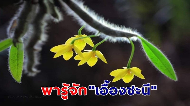 งดงาม "เอื้องชะนี" สีเหลืองสดสวยบนภูหินร่องกล้า 