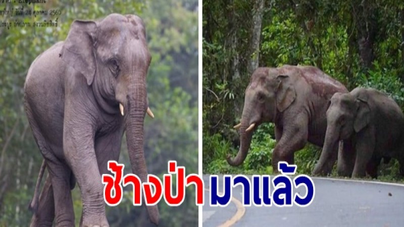 ตื่นตาตื่นใจ ช้างป่า ปรากฏตัวบนอุทยานแห่งชาติเขาใหญ่ ดูสง่าน่าเกรงขามมาก