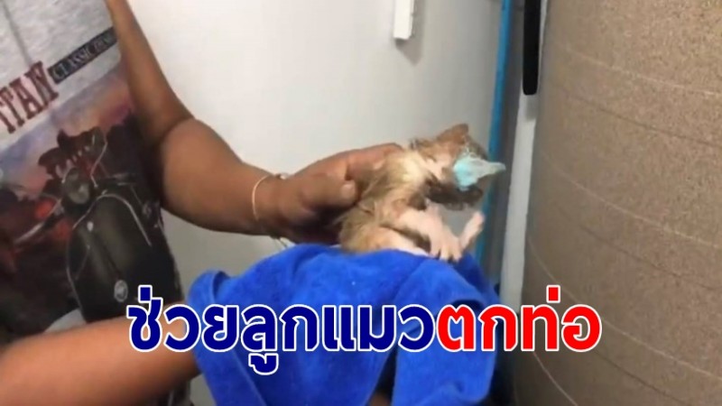 กู้ภัยเร่งช่วยเหลือ "ลูกแมว" ถูกแม่คาบพลาดตกลงไปในท่อระบายน้ำทิ้ง
