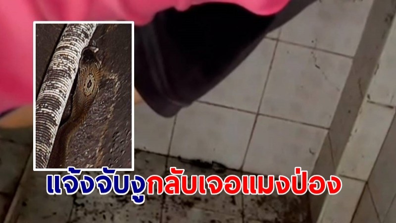 ป้าสุดงง! งูเห่าบุกบ้าน แจ้งกู้ภัยจับ กลับเจอแมงป่องแทน