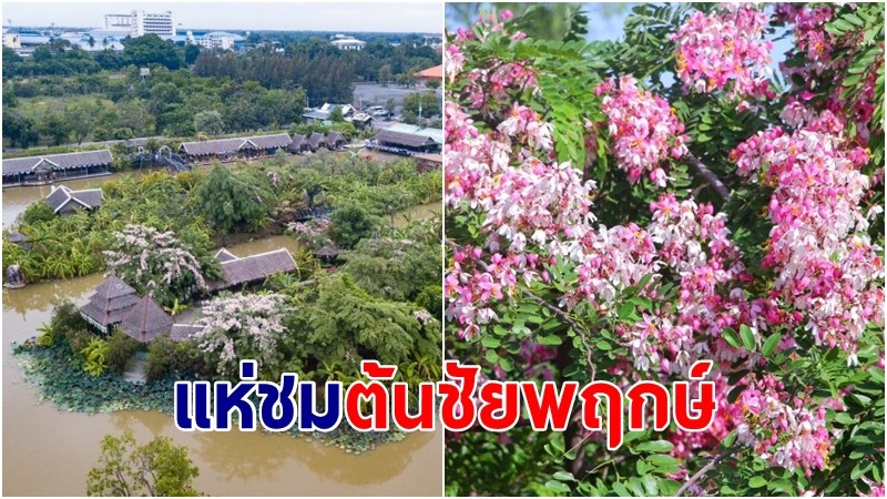 นทท.แห่เช็คอิน เซลฟี่บนสะพาน ชมเกาะ ต้นชัยพฤกษ์ ออกดอกสีชมพูอมขาว บานสะพรั่ง 200 ต้น