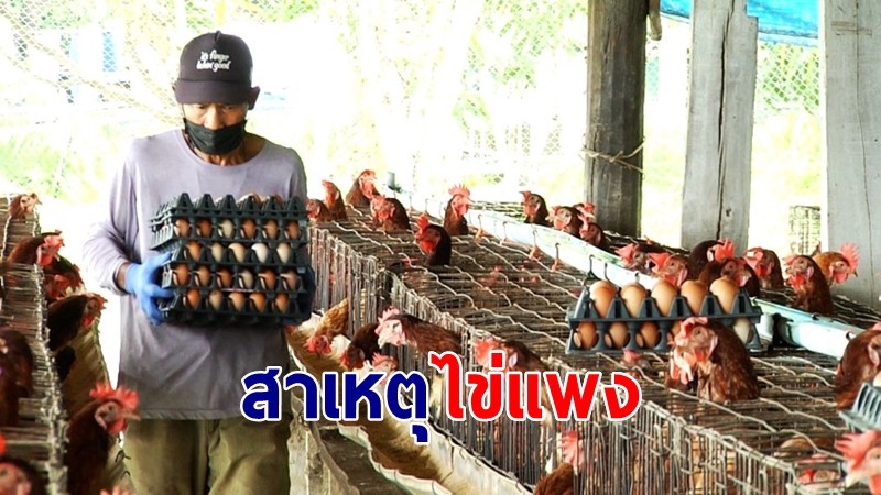 "เจ้าของฟาร์มไก่" เผยไข่แพงมาจากอาหารแพง-อากาศร้อน ทำออกไข่น้อย