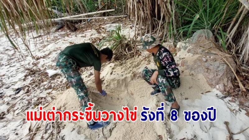 ข่าวดีอีกแล้ว แม่เต่ากระขึ้นวางไข่เป็นรังที่ 8 ของปี ที่ อช.อ่าวสยาม อีก 164 ฟอง