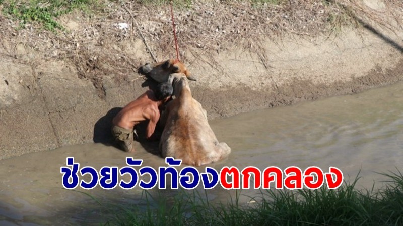 กู้ภัย-ชาวบ้านช่วยวัวเพศเมียท้องอ่อน ตกคลองชลประทาน  