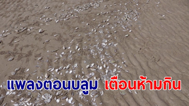 เกิดปรากฏการณ์แพลงตอนบลูม ปลาตายลอยเกยหาดทุ่งวัวแล่น เตือนชาวบ้านอย่านำไปรับประทาน