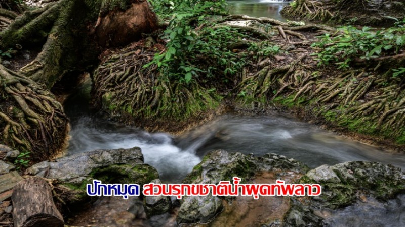 ปักหมุดที่เที่ยว สวนรุกขชาติน้ำผุดทัพลาว จังหวัดชัยภูมิ สุดฟินลำธารที่ไหลจากตาน้ำผุดใต้ดิน