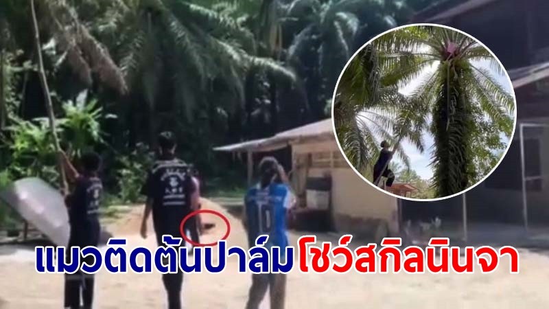 กู้ภัยอึ้ง! หมาไล่แมวหนีขึ้นต้นปาล์มสูง 5 เมตร ก่อนเหินหาวยังกับ "นินจา" เผยไม่เคยเห็นมาก่อน