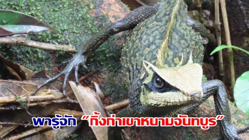 พารู้จัก "กิ้งก่าเขาหนามจันทบูร" พบได้เฉพาะในภาคตะวันออกของประเทศไทย