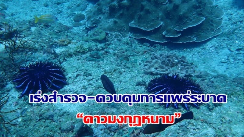 อช.หาดนพรัตน์ธาราฯ ร่วมศูนย์ปฏิบัติการอช.ทางทะเลฯ เร่งสำรวจ-ควบคุมการแพร่ระบาด “ดาวมงกุฎหนาม”