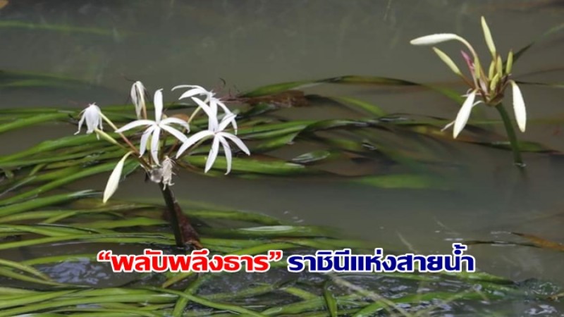 อช.ศรีพังงา ร่วมอนุรักษ์พืชเฉพาะถิ่น “พลับพลึงธาร” ราชินีแห่งสายน้ำ