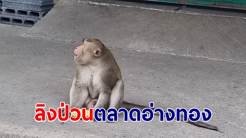 "เจ้าจ๋อ" โผล่ป่วนกลางตลาดอ่างทอง นั่งกินผลไม้-ปีนตึก คาดติดมากับรถส่งของ