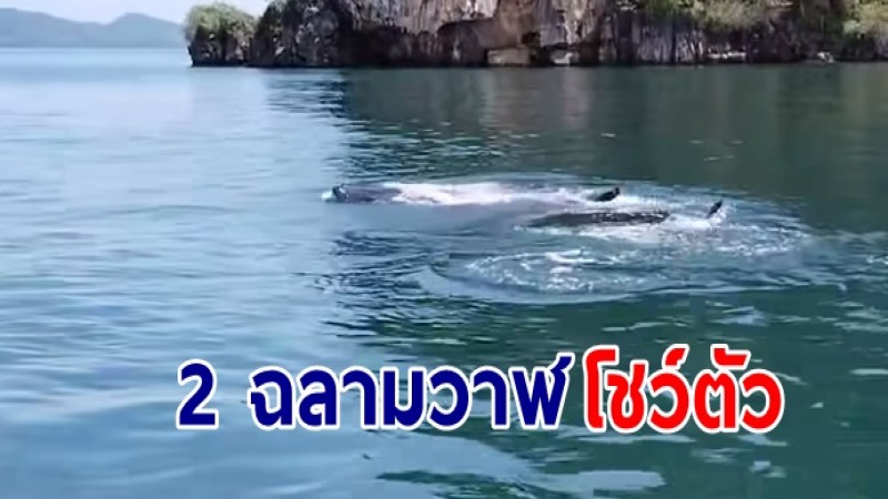 พบ 2 ฉลามวาฬ โชว์ตัว บริเวณเกาะห้อง อุทยานแห่งชาติธารโบกขรณี