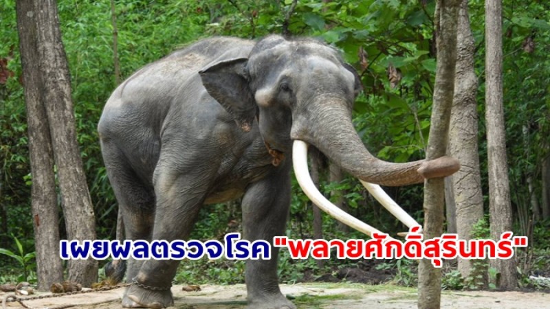 เผยผลตรวจโรค "พลายศักดิ์สุรินทร์" จากห้องปฏิบัติการ หลังสัตวแพทย์เก็บตัวอย่างในช่วงแรกที่เดินทางถึงไทย