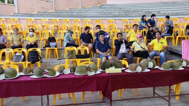 ประกวดทุเรียนในกิจกรรม Betong Durian Championship 2023 ส่งเสริมการท่องเที่ยวเทศกาลงานไก่เบตง ปี 66