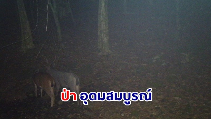เปิดภาพความน่ารักของสัตว์ป่า ณ อุทยานแห่งชาติแก่งกรุง จังหวัดสุราษฎร์ธานี
