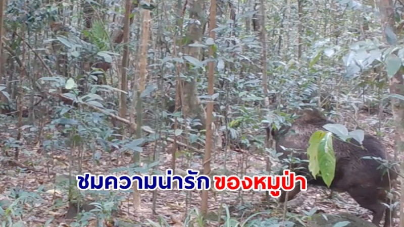ชมความน่ารักของหมูป่าจากคลิปวีดีโอที่ถ่ายได้จากกล้องดักถ่ายสัตว์ป่า ณ อุทยานแห่งชาติเขาคิชฌกูฏ