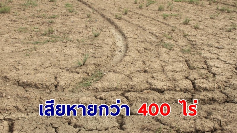 ภัยแล้งกาญจนบุรี! ชาวนาวังศาลาเดือดร้อนข้าวในนาตาย เสียหายกว่า 400 ไร่