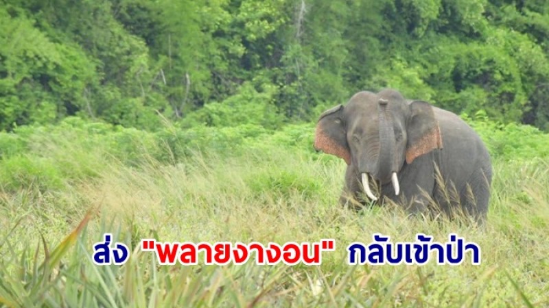 จนท.อช.เฉลิมรัตนโกสินทร์ ชุดผลักดันช้างเข้าพื้นที่ป่า ส่ง "พลายงางอน" กลับเข้าป่าสำเร็จ