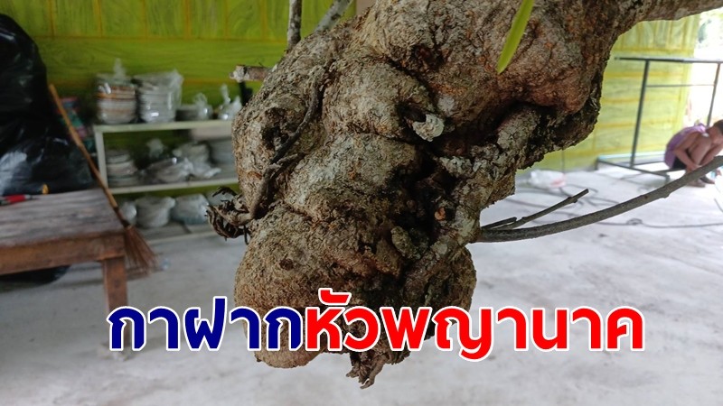 ฮือฮา "กาฝากหัวพญานาค" โผล่กิ่งต้นงิ้วอายุกว่า 50 ปี ยืนต้นแห้งตาย 