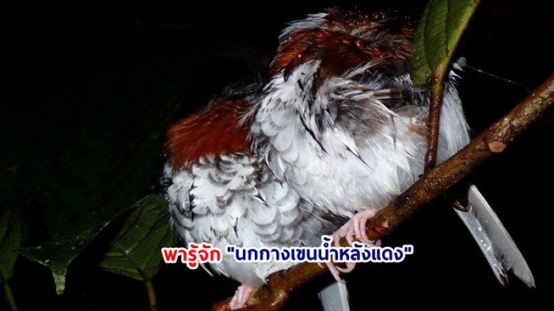 พารู้จัก "นกกางเขนน้ำหลังแดง" คู่นกน้อยแสนน่ารัก นอนคู่กันขณะฝนโปรยปราย
