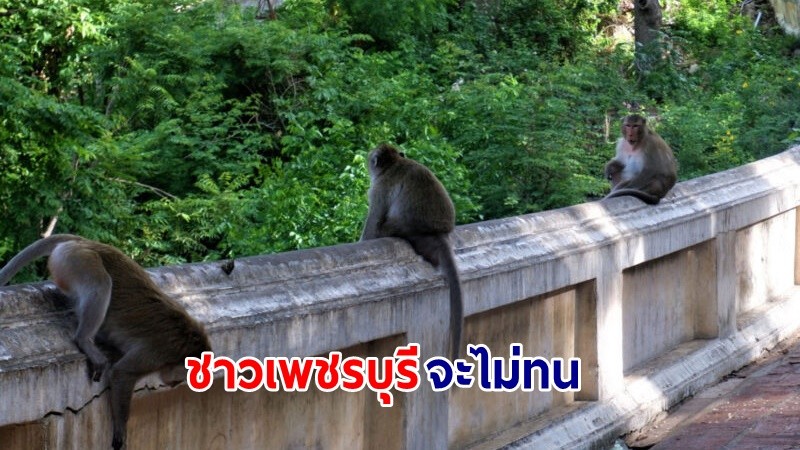 ผู้ว่าฯเพชรบุรี  ยื่นเสนอ ก.ทรัพย์ฯ ขอปลดลิงแสม ออกจากสัตว์ป่าคุ้มครอง