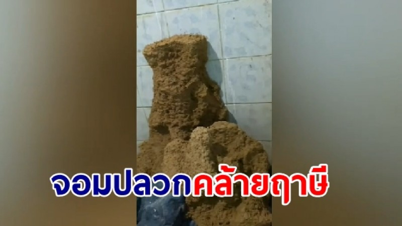 เจ้าของบ้านตื่น!จอมปลวกคล้ายฤาษี โผล่ห้องน้ำหลังบ้าน