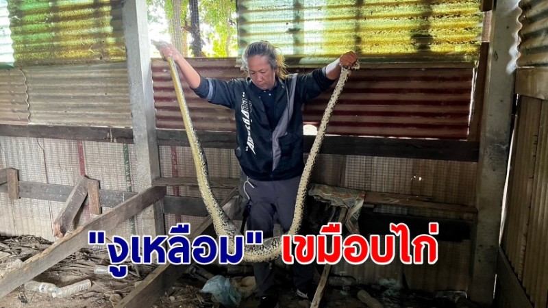 แจ้งกู้ภัยจับ "งูเหลือม" เขมือบไก่หลวงตา เลี้ยงไว้ 3 ตัว