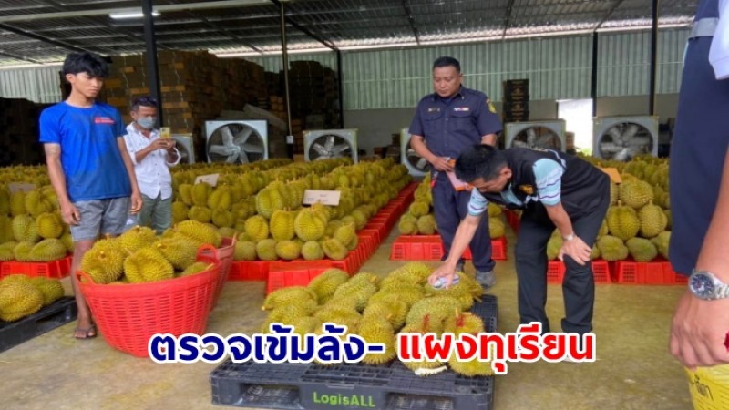 ผู้ว่าฯ ชุมพร บูรณาการตรวจเข้มล้ง-แผงทุเรียน หวั่นทุเรียนด้อยคุณภาพจากนอกพื้นที่